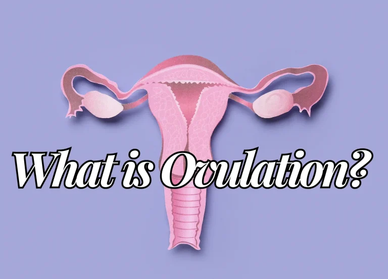 What is Ovulation